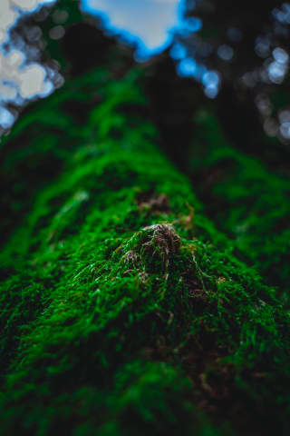 Moss on a tree