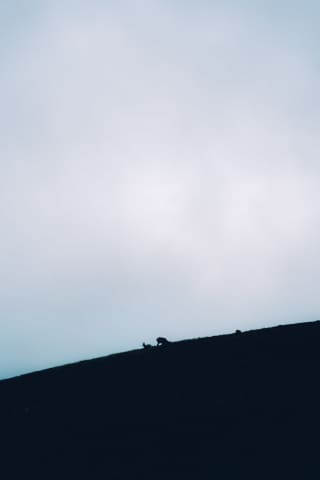 Mountain goats at the end of Delle Taccole Via Ferrata