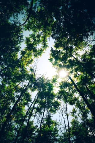 Trees in Italian Forest