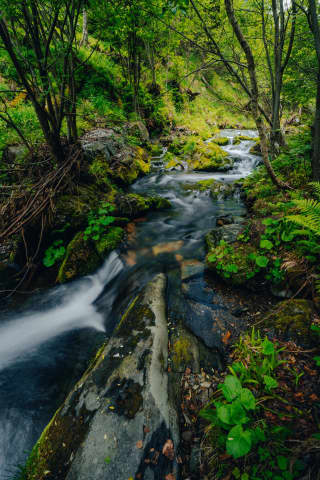 Mossy Stream On The Way To Pradziad