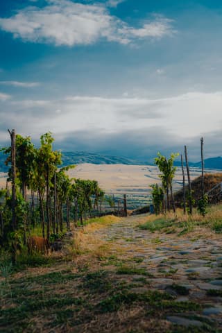 Vineyard Path to the Kakheti Plains