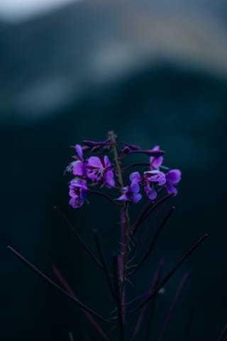 Purple flower
