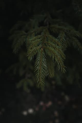 Spruce Bough