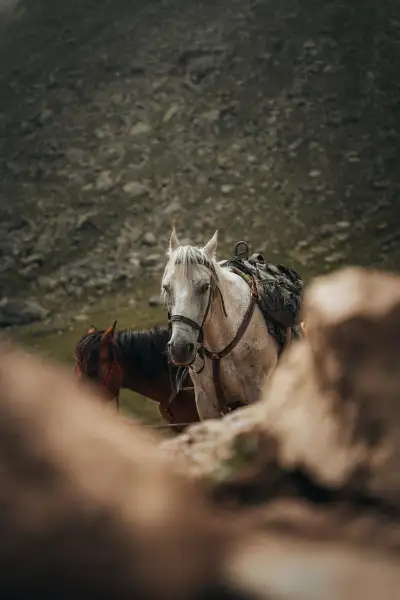 Pack Horses Ready for the High Trail