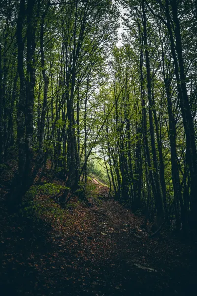 Forest near Lake Garda