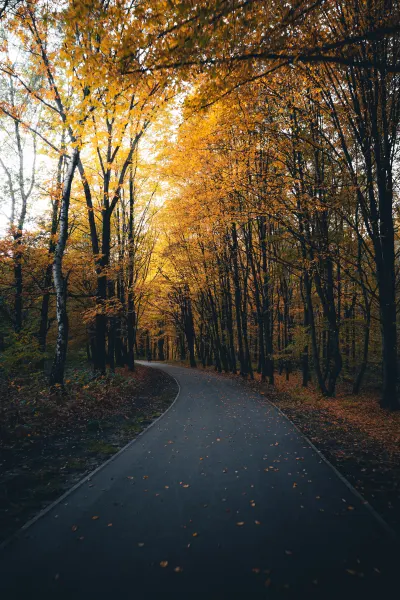 Autumn in Silesia Park