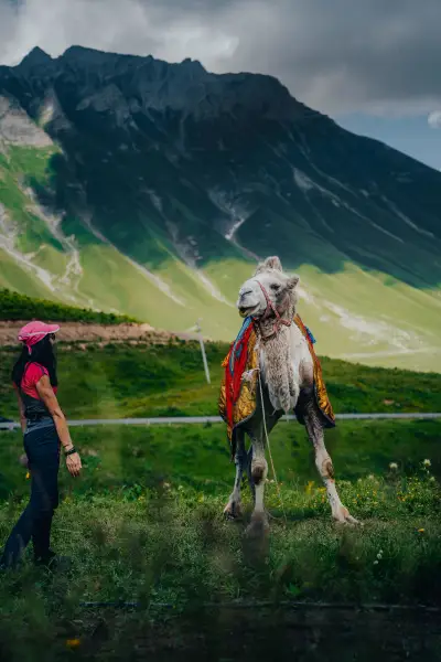 An Encounter on the Georgian Military Highway: A Camel in the Caucasus Mountains
