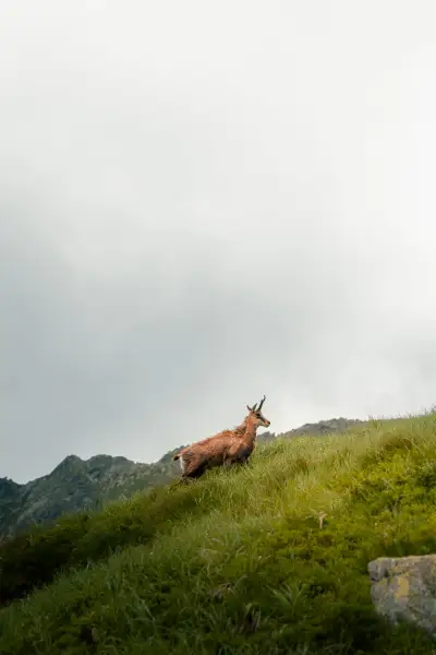 Mountain Goat