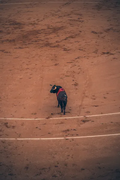 Bullfight