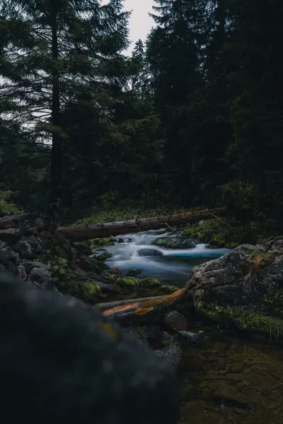 Stream in Kościeliska Valley