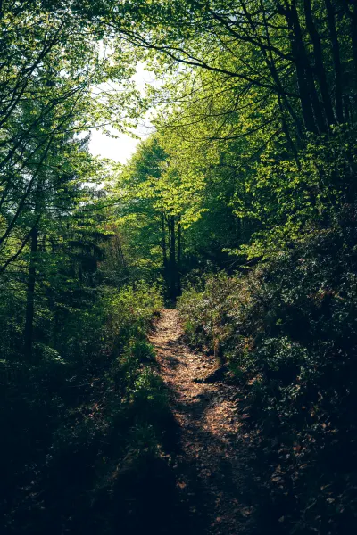 Forest near Lake Garda
