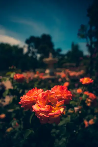 One of many flowers in Madrid