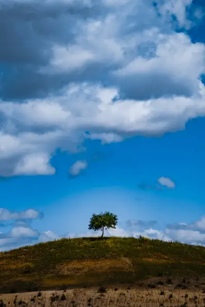 Lonely tree