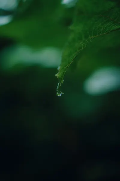 Water drop on a leaf