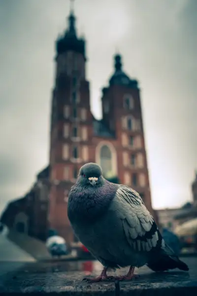 Pigeon - icon of the Cracov