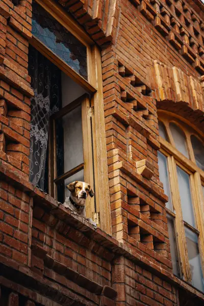 A Curious Dog in the Window