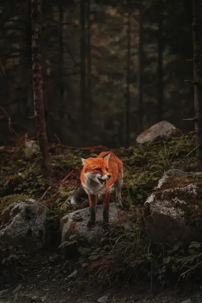 Fox