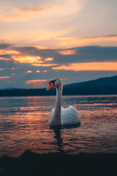 Swan at Twilight