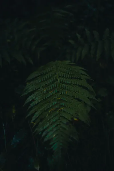 Ferns