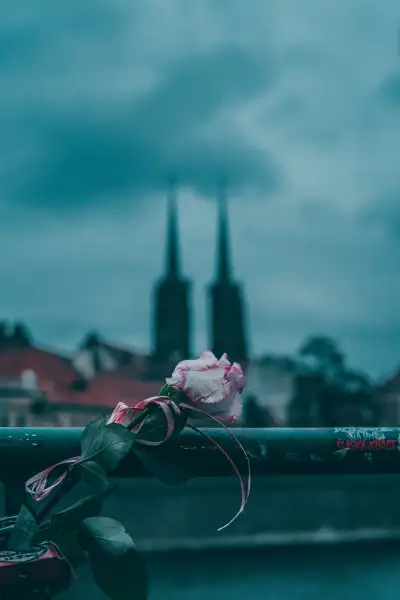 Rose with Cathedral św. Jana Chrzciciela in the background