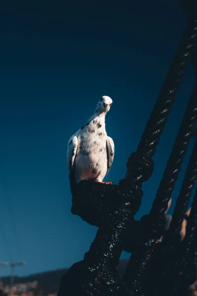 Bird at Santa Maria de Colombo