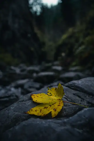 Yellow leaf in Krakow Gorge