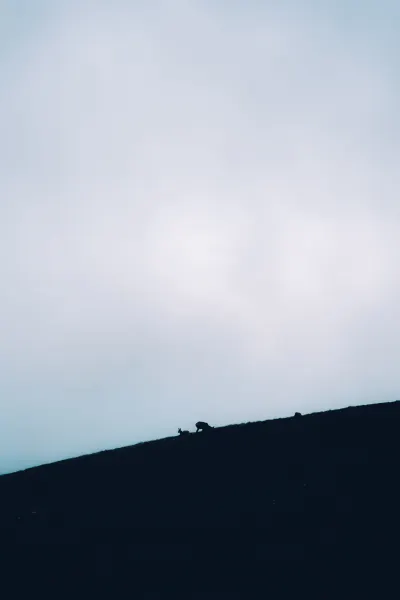 Mountain goats at the end of Delle Taccole Via Ferrata