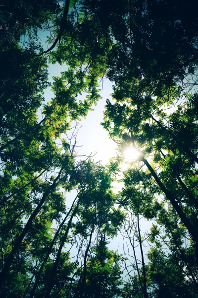 Trees in Italian Forest