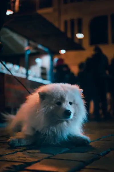 Samoyed dog