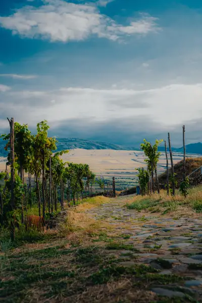 Vineyard Path to the Kakheti Plains