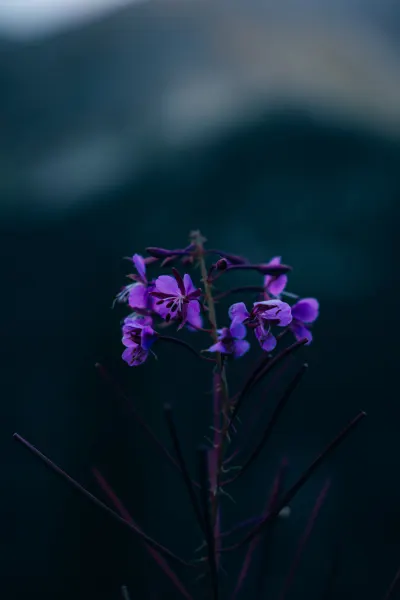 Purple flower