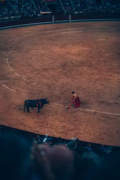 Bullfight