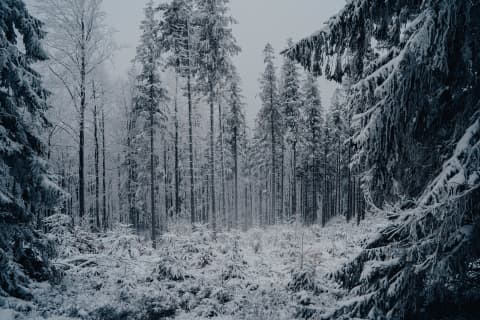 Snowbound Spruces