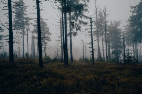 Fog Among the Dead Spruces