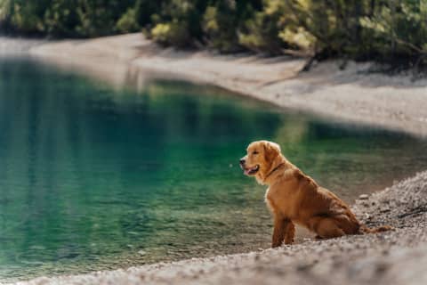 Golden retriever na szmaragdowym brzegu w Dolomites