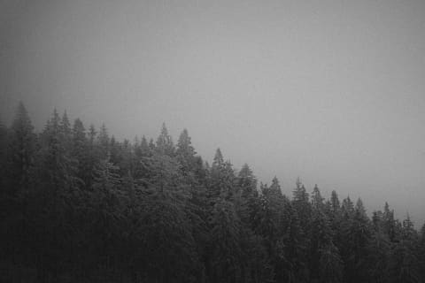 Frosted Spruces Descending