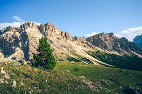 Samotna sosna pod graniami Dolomitów