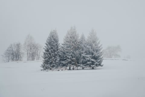 Spruces In Falling Snow