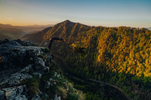 Sunrise Pine Above The Dunajec, Sokolica