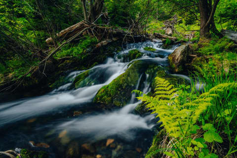 Ferns And Silken Water Below Pradziad