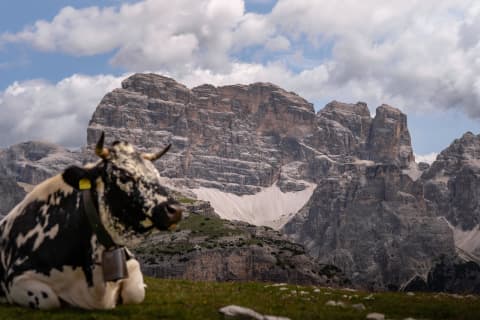 Odpoczywająca krowa pod wapiennymi ścianami Dolomitów