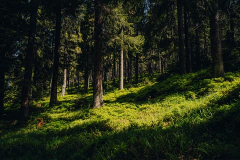 Sunlit Spruce Slope On The Way To Pradziad