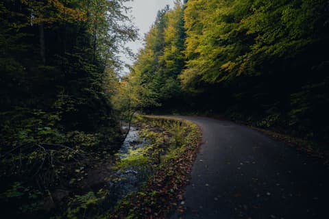 Autumn Road