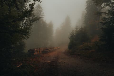 Fog On The Forest Road Below Barania Góra