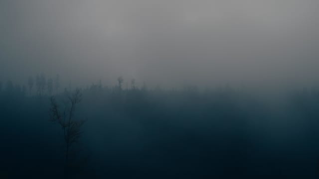 Fog Swallowing The Spruces Of Barania Góra
