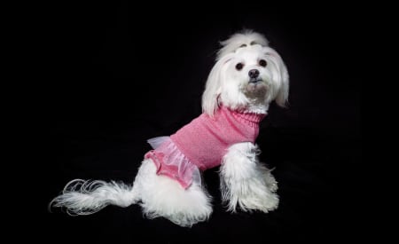 VH Photo Udine Servizio Fotografico Animale Domestico