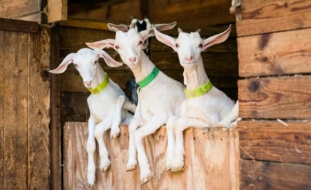 LA COLLINA DEGLI STIVALI