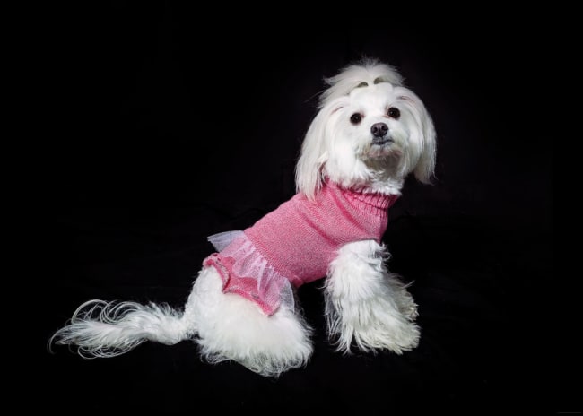 Servizio Fotografico Animali VH Photo Lumignacco -65%