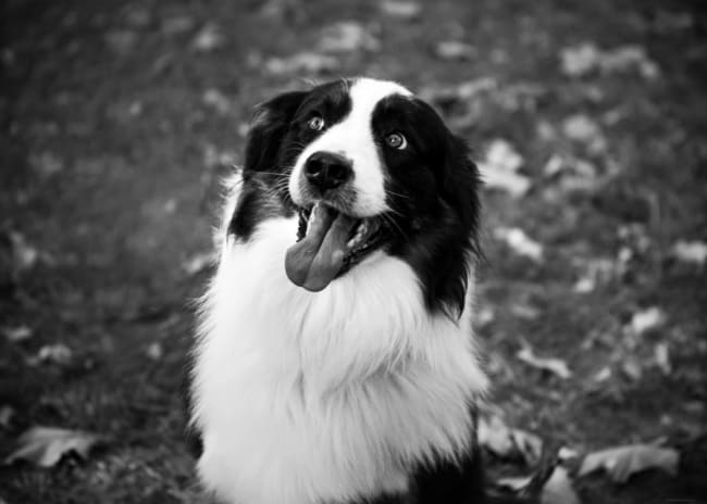 Servizio Fotografico Animali VH Photo Lumignacco -65%
