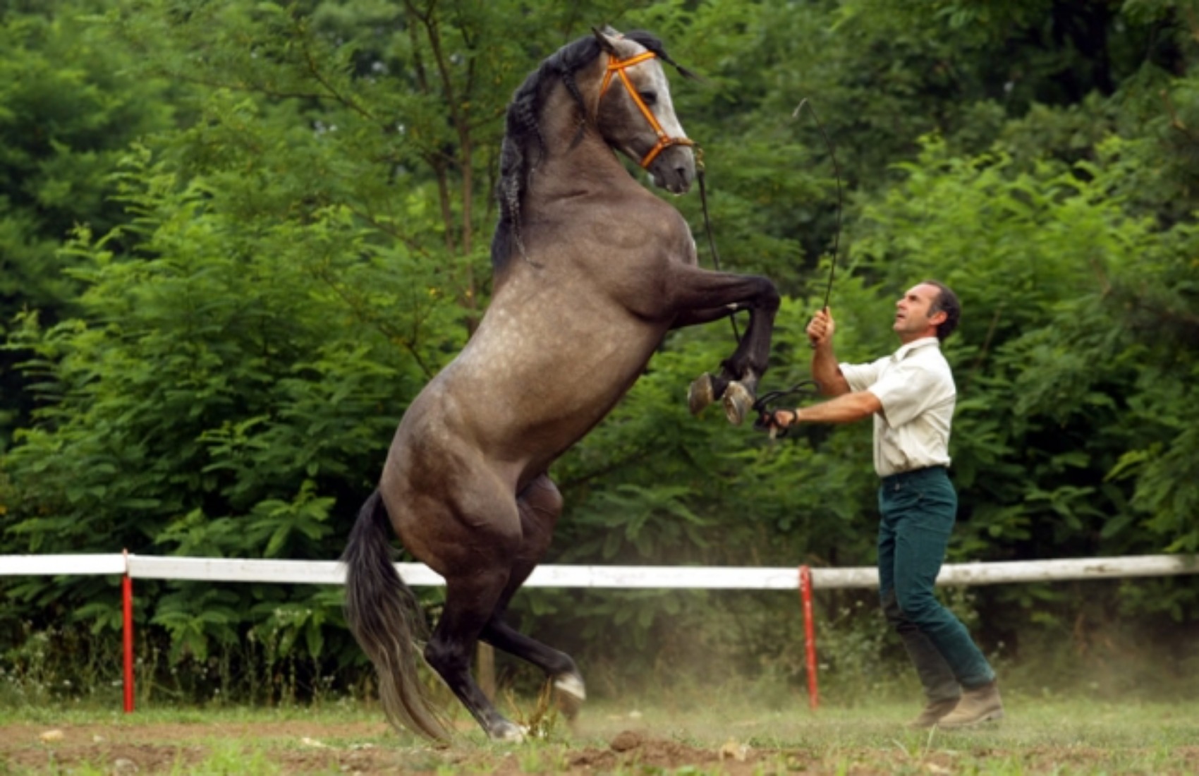Passeggiata a Cavallo o E quitazione Collina Degli Stivali Torino -47%